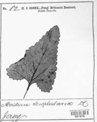 Uromyces scrophulariae image